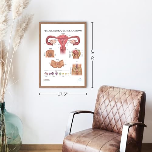 Anatomy Lab Human Female Reproductive System Anatomy Poster, LAMINATED, Anatomy and Physiology, 17.3 x 22.5 Inches, Body System Diagram, Anatomical Chart for Education Learning and Students Female Anatomy Chart - Detailed Female Anatomy Poster