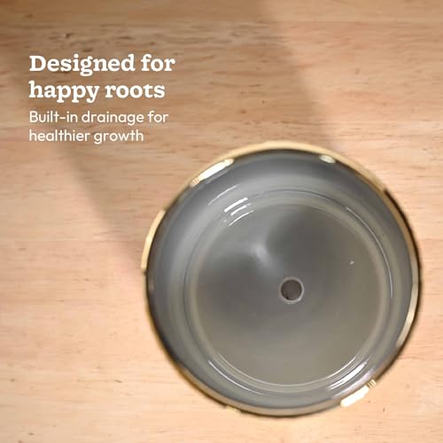 Image of UGAOO Peacock Ceramic Pot - 5 Inch | Indoor Ceramic Plant Pot | Flower Pot for Living Room | Small planters for Indoor Plants (Gold)