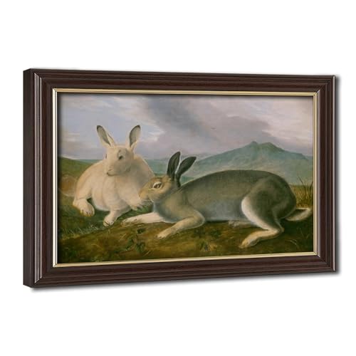 Impression sur toile lièvre arctique Audubon | Cadre à suspendre 20x30