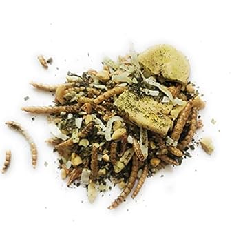 bird food for Hermit Thrushes