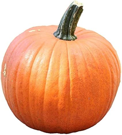 Amazon ハロウィンかぼちゃlサイズ 生カボチャ 飾り南瓜 ジャック オー ランタン用 インテリア オンライン通販