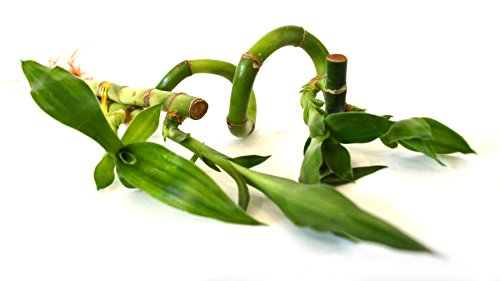 9Greenbox Lucky Bamboo - Spiral Style thumb #1