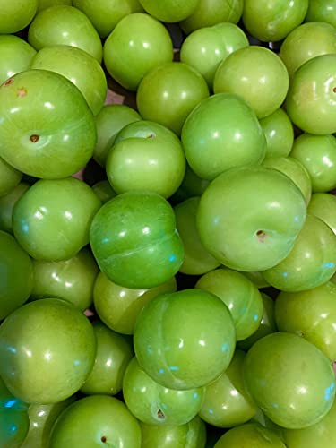 Fresh Green Sour Plum ( Can Erigi ~ Yesil Erik) _ 2 Lbs