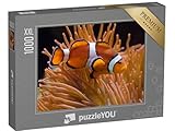 Puzzle 1000 pièces XXL « Anémone ocellaris, Amphiprion ocellaris »