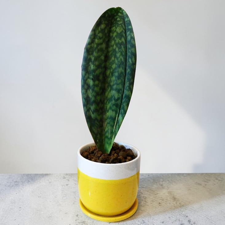 Amazon｜観葉植物 サンスベリア マッソニアーナ Sansevieria Masoniana