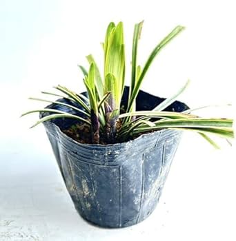 フイリヤブラン ポット苗 1000ポット 楽天市場】【送料無料】【50本