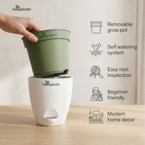 Image of ZZ Black Raven Plant Zamioculcas Zamiifolia Live Indoor Plant Air-Purifying Exotic Dark Foliage for Office and Home in a 4-Inch Self-Watering Matte White Pot