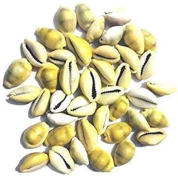 Fabido® Lakshmi Peeli Rare Paper Yellow Cowry Kawdi 51 pcs for Home Laxmi Pooja