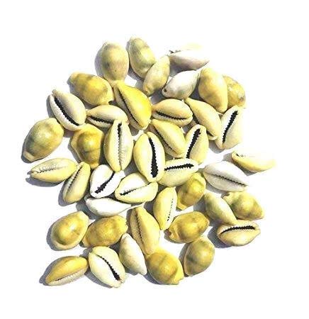 Fabido® Lakshmi Peeli Rare Paper Yellow Cowry Kawdi 51 pcs for Home Laxmi Pooja