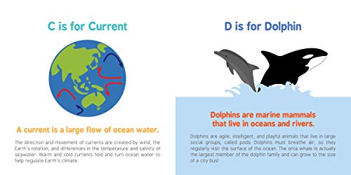 ABCs of Oceanography: Learn about Sea Creatures, Marine Biology, and More with this Essential Ocean Board Book from the #1 Science Author for Kids (Baby University) - Image 3