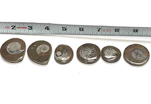 Image of Ammonite Button Fossil 1.5 inch with Velvet Bag