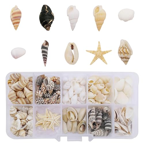 KLINNA 200 pièces de coquillages décoratifs mélangés et non percés - Idéal comme remplissage...