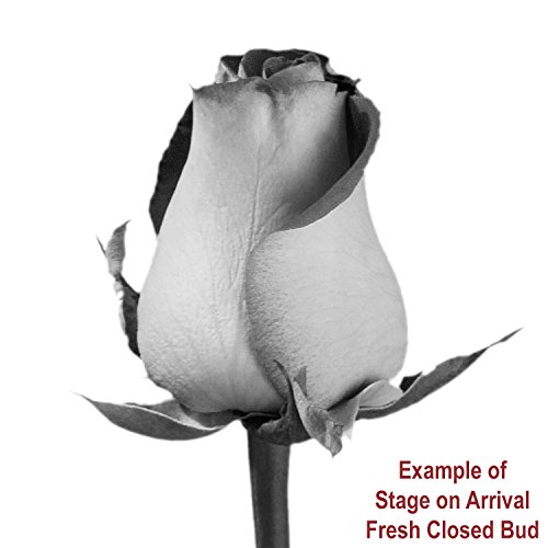 Globalrose White Carnations- Fresh Cut Flowers thumb #3