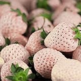 Me enamoré de la fresa de alma blanca en cuanto la vi. ¡Tiene muchas cualidades fantásticas! Te seducirán sus bonitas flores blancas y los sabrosos frutos que da toda la temporada. La planta tiene hojas perennes verdes, pero no producen estolones, a diferencia de otras variedades de fresa. Esto la hace maravillosa para las esquinas o los setos bien ordenados. Si mezclas plantas de fresas blancas y rojas tendrás una impresionante combinación de colores. Por supuesto, siempre puedes plantarlas de una manera más informal en un entorno de bosque donde el bonito color blanco lo ilumine todo. Esta planta da muchos frutos, y suelen ser más grandes que las fresas rojas. Además, también son más dulces y tienen un ligero sabor a piña. Puedes comerlas frescas o como te comerías cualquier otra fresa. Aporta un toque único y bonito a los postres tradicionales. La mayoría de las personas nunca han visto una fresa blanca antes, así que si se ven en tu jardín o en un postre, ¡seguro que te freirán a preguntas!