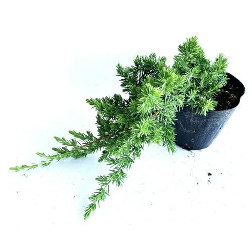 Peach-on　ブルーパシフィック 25本 Peach-on ブルーパシフィック 25本 Peach Fuzztival — Bluemont Vineyard