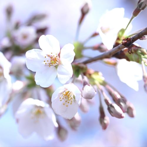 Brighter Blooms - Bing Cherry Tree, 4-5 ft. - No Shipping to AK, AZ, CA, CO, HI, ID, OR, WA