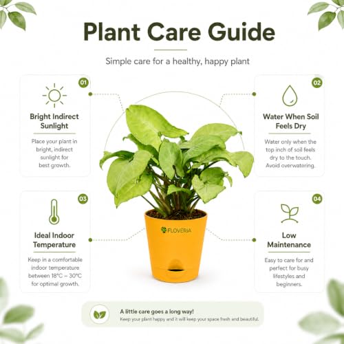 Image of Syngonium White Plant Live Indoor Plant with Pot, Air Purifying Houseplant for Home Decor, Low Maintenance Indoor Plants for Home, Live Plants with Pots, Office Desk Plant