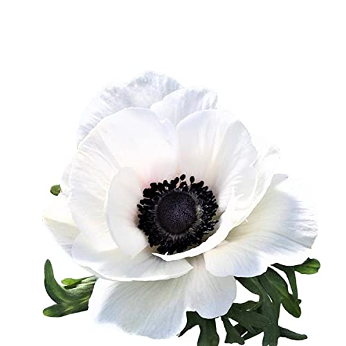 Easy to Grow Italian Anemone Mistral Bianco Centro Nero 10 Plant Bulbs - White Flowers in Spring, Full Sun Zones 8-10