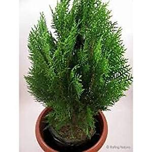MorPankh Live Plant with Pot (B099PXCL95) Amazon Price History, Amazon Price Tracker