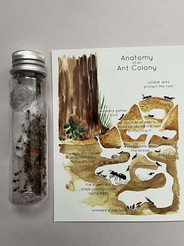 Classic Retro Hand Made Wood Framed Ant Farm for School Science fairs Projects. Ants, Soil, Food Included. Order Today for Your Free Ant Coffee Mug ! - Image 3