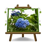 EURO PLANTS VIVAI