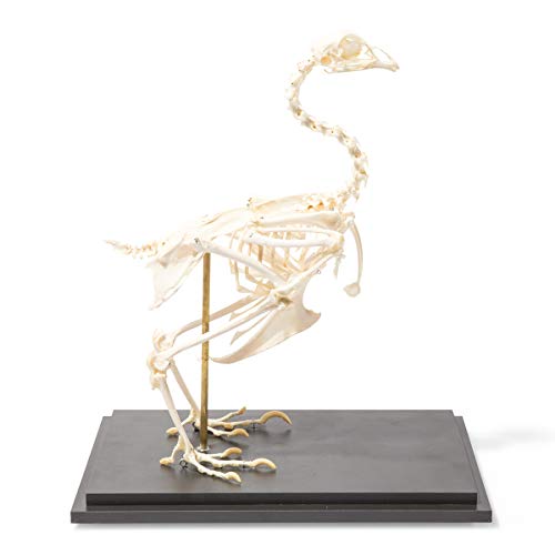 Image of 3B Scientific GmbH T300021 Chicken Skeleton, Articulated