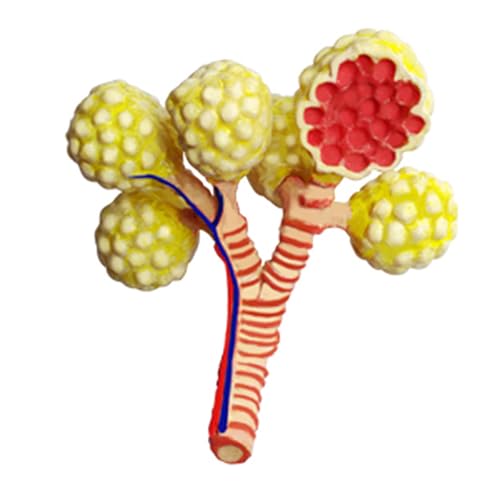 Modèle humain cœur et poumon AMITD pour comprendre l'anatomie 4D - 3