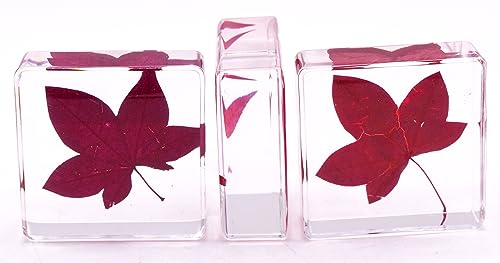 Image of 38mm Real Red Maple Leaf in Crystal Clear Lucite Resin Specimen Botanist Herb Herbarium Crafts Collection for Botany Science Education & Desk Ornament Display Small Paperweight