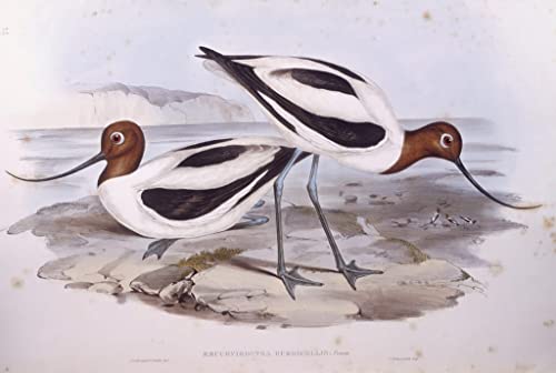 Avocette à cou rouge affiche sur toile de John Gould - Idée cadeau pour passionné de nature