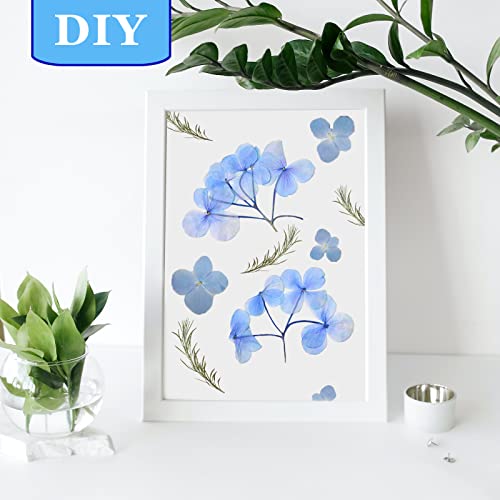 Flores Secas Prensadas Azules para Manualidades 42PCS miniatura 4