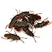 10pcs Witz Kakerlaken Neuheit Streich Leben wie Plastikspielzeugtrick Bug lustige Halloween Aprilscherz gefälschte Kakerlake Realistische Plastik -Kakerlach -Insekten Witzspielzeug Streich gruseliger en las günstig Kaufen-10pcs Witz Kakerlaken Neuheit Streich Leben wie Plastikspielzeugtrick Bug lustige Halloween Aprilscherz gefälschte Kakerlake Realistische Plastik -Kakerlach -Insekten Witzspielzeug Streich gruseliger