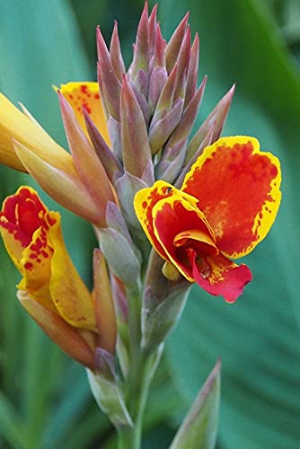 Radha Krishna Agriculture™ Imported Excellent Quality Mix Colour Canna Lily, Canna indica Flower Bulbs for Home Outdoor Gardening Plants Flowering Bulbs (Pack Of 2) (B098L1P85T) Amazon Price History, Amazon Price Tracker
