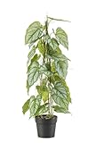 artplants.de Künstliche Anthurie RIFLEM, Dekotopf, Luftwurzeln, grün, 80cm - Kunst Flamingoblume