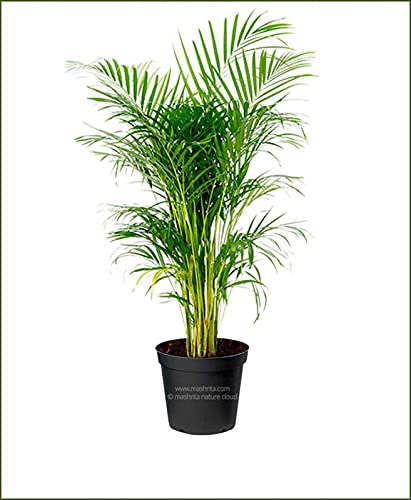 Grun Live Plant Good Luck Areca - Oxygen Providing Indoor Plant (B093WFM4NM) Amazon Price History, Amazon Price Tracker
