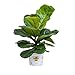 Burpee's Fiddle Leaf Fig | Ficus lyrata  | Bright Indirect Light, Easy Care House Plant | 6" Pot