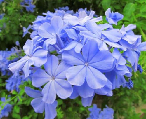 プルンバーゴ ブルー瑠璃色ルリマツリ 開花期は晩秋までのサムネイル