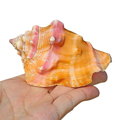Conchas de playa para manualidades caseras que solucionan la decoración de centros de mesa 2