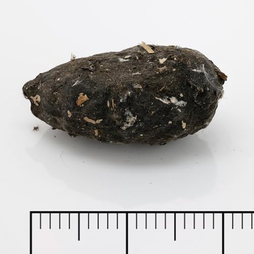 Image of 30 Pack Large Owl Pellets with 30 Bone Sorting Sheets and Teachers Guide