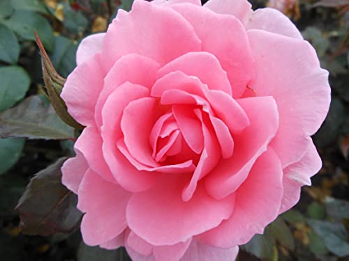 'You're Beautiful' Potted Rose - Light Pink Scented Blooms - Floribunda Rose - Lovely Gift Idea - 4 Litre Pot