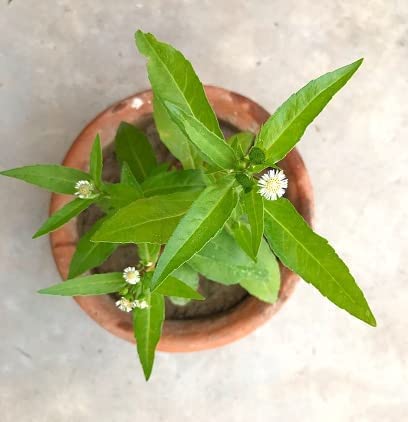 Seedtrees Eclipta Live Bhringraj Plant Real Plant For Home Garden |Pack Of 1|, 350 Grams (B0CGP2VV7T) Amazon Price History, Amazon Price Tracker