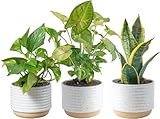 Costa Farms Live Indoor Plants in Decorative Pots,...