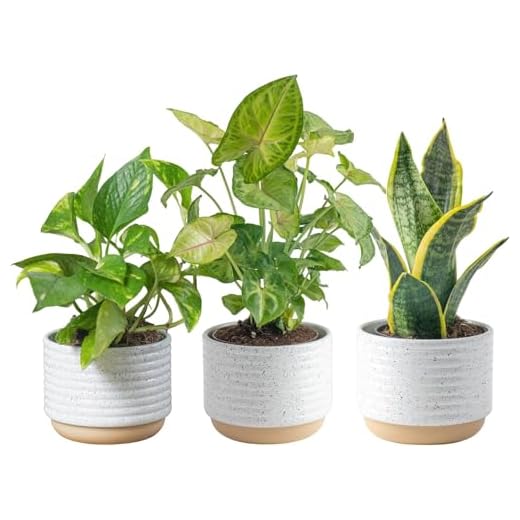 Costa Farms Live Plants (3 Pack), Easy to Grow Real Indoor Houseplants, Air Purifying Plants, Grower's Choice in Home Décor Indoors Plant Pots, New House Gift or Room Décor