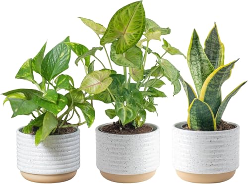 Costa Farms Live Indoor Plants in Decorative Pots,...