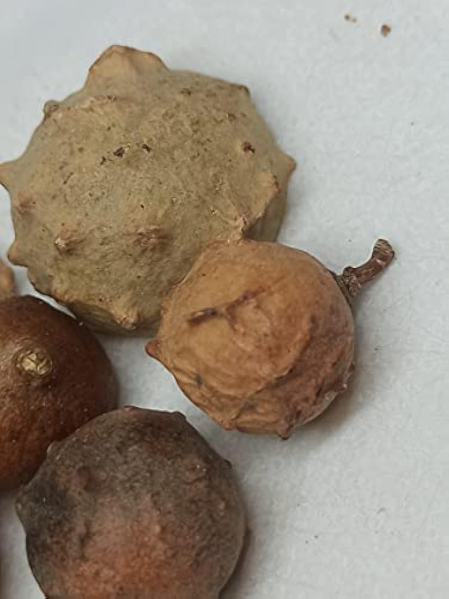 Holly Oak Gall 100 GM, Natural Health Supplement