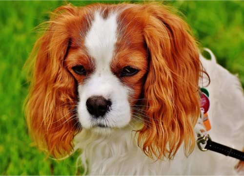 Pintura por Números, Pintura al óleo Kit con Pinceles y Pinturas, Lienzo Regalo de Pintura para Adultos Mayores-Cavalier King Charles Spaniel, animal 40x50cm Sin marco Cover