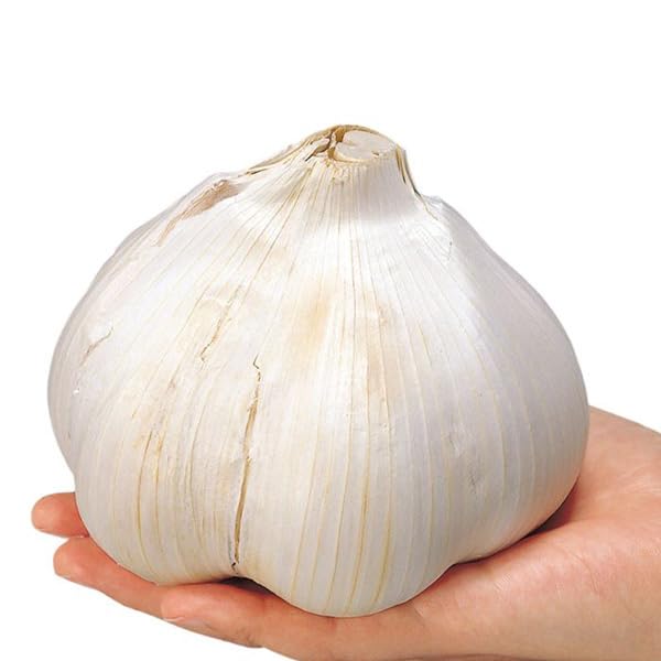 Amazon.co.jp: ジャンボ にんにく リン片種子 約150g（4～5片