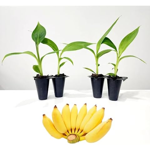Fam Plants Banana Tree "Dwarf Cavendish" Cover