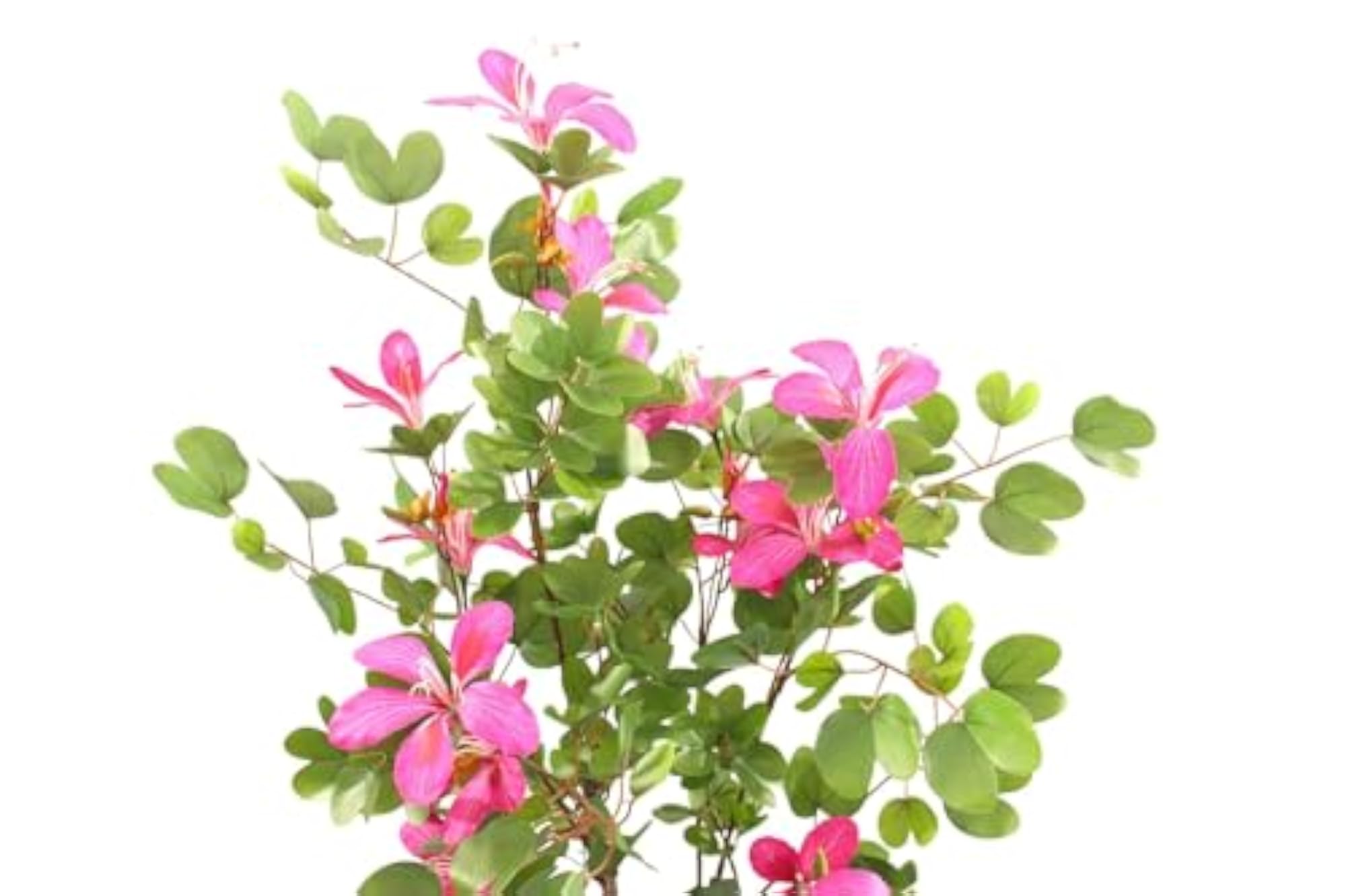 Bauhinia Flower Artificial Plant 130CM with Basic Pot