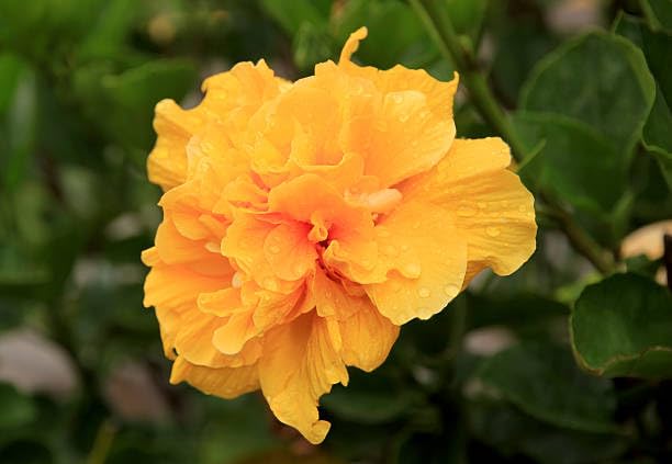 Hibiscus Flower Plant, Hibiscus Plants Live, Tropical Hibiscus Plant, Double Gold, Zone 10 to 12, Size 5 to 7 Inch Tall