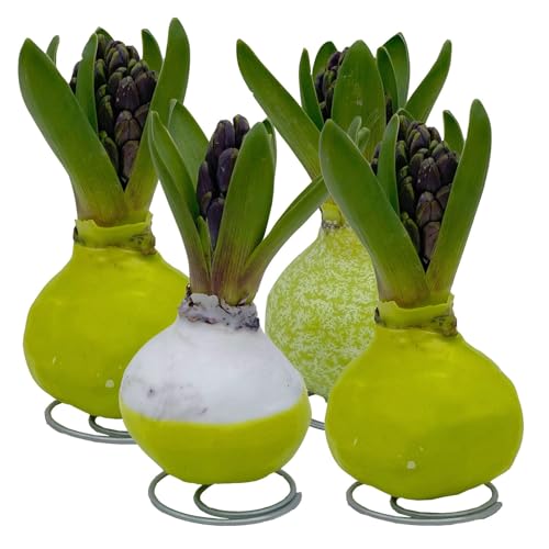 Hyazinthe in Wachs, Wachs und Blüte zufällig, grün, 4 Stück